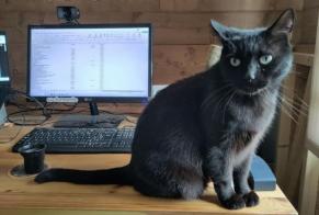 Alerta de Desaparición Gato Macho, 7 años Sonnaz Francia