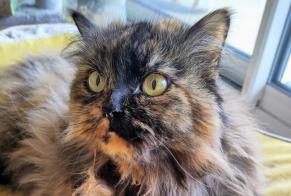 Alerta de Desaparición Gato cruce Hembra, 10 años Toulouse Francia