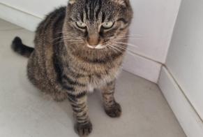 Alerta de Desaparición Gato Macho, 7 años Caluire-et-Cuire Francia