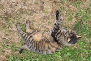 Alerta de Desaparición Gato Macho, 7 años Caluire-et-Cuire Francia