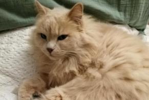 Alerta de Desaparición Gato Hembra, 10 años Aix-en-Provence Francia