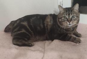 Alerta de Desaparición Gato Macho, 7 años Dreux Francia