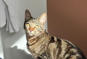 Alerta de Desaparición Gato Hembra, 2 años Paris Francia