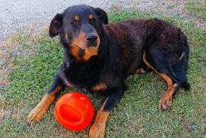 Alerta de Desaparición Perro Macho, 14 años Saint-Laurent-d'Arce Francia