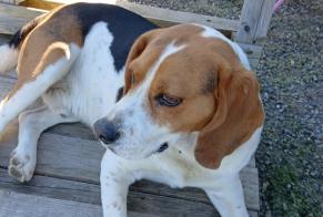 Alerta de Desaparición Perro Macho, 8 años Betchat Francia