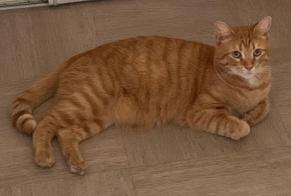 Alerta de Desaparición Gato Macho, 8 años Évreux Francia