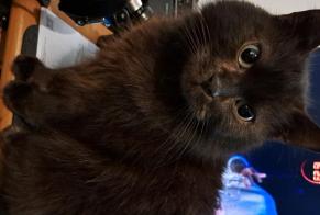 Alerta de Desaparición Gato Macho, 7 años Bruay-sur-l'Escaut Francia