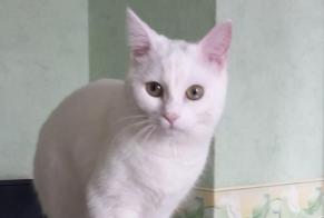 Alerta de Desaparición Gato Hembra, 3 años Laneuveville-devant-Nancy Francia