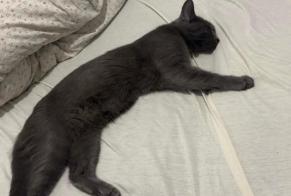 Alerta de Desaparición Gato Macho, 2 años Mitry-Mory Francia