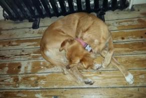 Alerta de Desaparición Perro cruce Hembra, 11 años Saint-Germain-en-Laye Francia