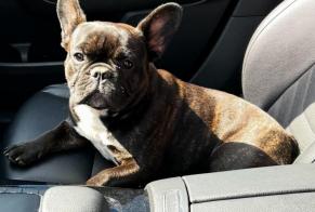 Alerta de Desaparición Perro Hembra, 2 años Vignoc Francia