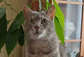 Alerta de Desaparición Gato Macho, 13 años Trouville-sur-Mer Francia