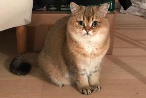Alerta de Desaparición Gato Hembra, 9 años Garches Francia