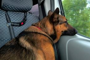 Alerta de Desaparición Perro cruce Hembra, 2 años Courpière Francia