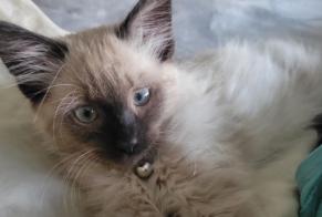 Alerta de Desaparición Gato Macho, 1 años Chennevières-sur-Marne Francia