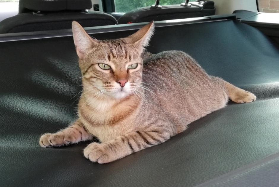 Alerta de Desaparición Gato Macho , 2 años La Frette-sur-Seine Francia