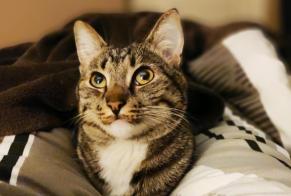 Alerta de Desaparición Gato Macho , 8 años Saint-Nazaire Francia