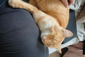 Alerta de Desaparición Gato cruce Macho , 2 años Lespinasse Francia