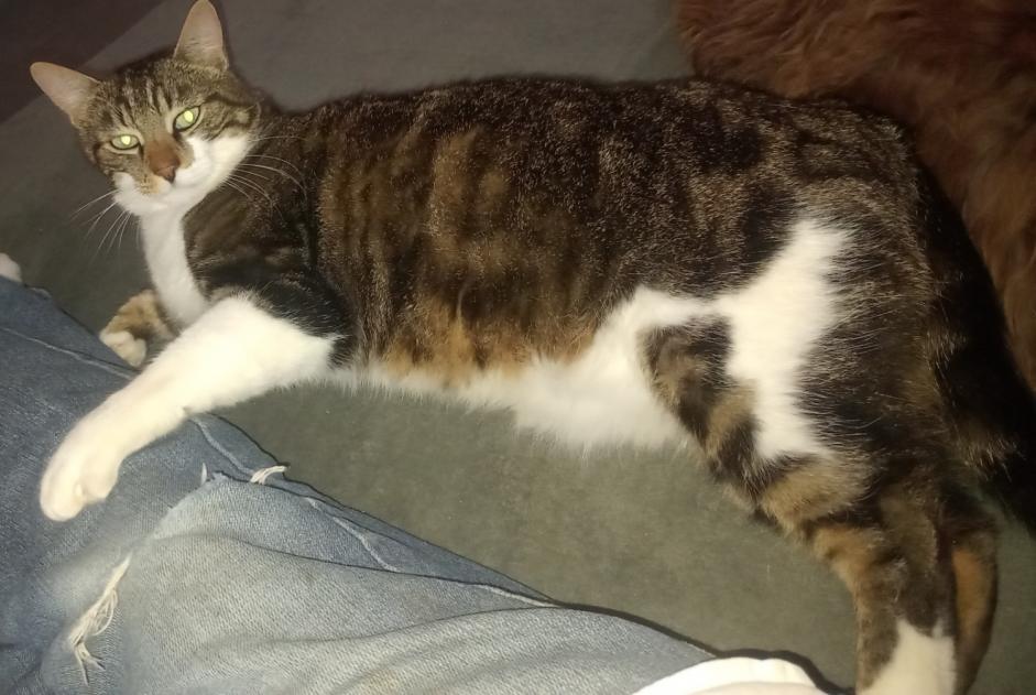 Alerta de Desaparición Gato cruce Macho , 6 años Médréac Francia