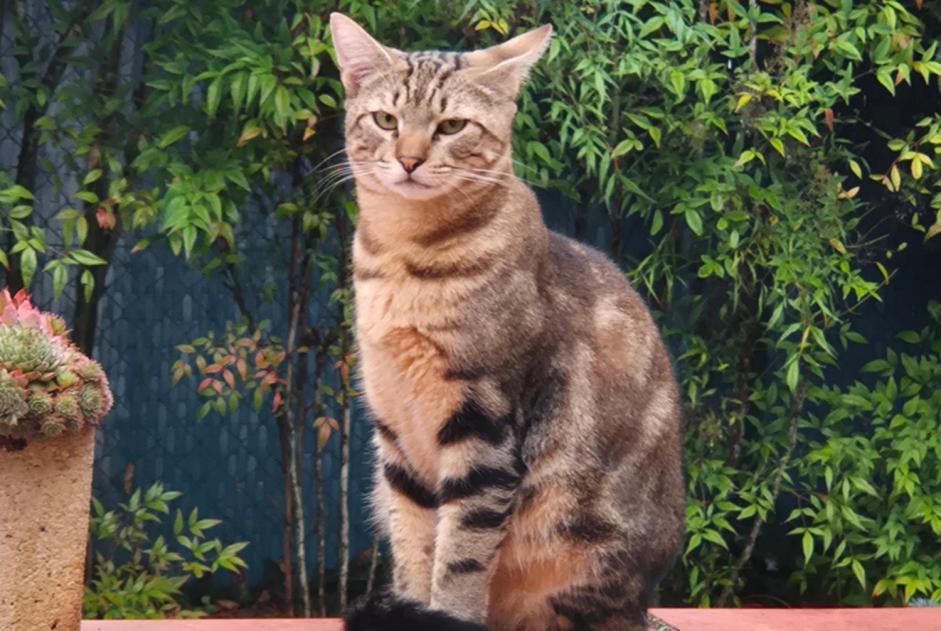 Alerta de Desaparición Gato Macho , 3 años Escornebœuf Francia