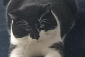 Alerta de Desaparición Gato Macho , 6 años Saint-André-lez-Lille Francia