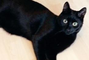 Alerta de Desaparición Gato Macho , 1 años Cluny Francia