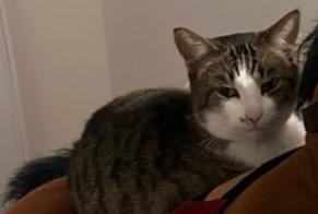 Alerta de Desaparición Gato cruce Macho , 6 años Serris Francia