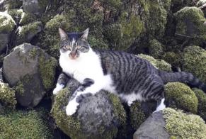 Alerta de Desaparición Gato  Macho , 8 años Égliseneuve-d'Entraigues Francia