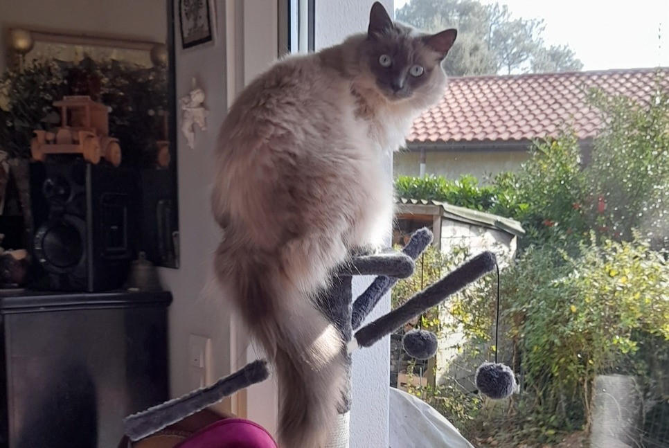 Alerta de Desaparición Gato cruce Hembra , 5 años Messanges Francia