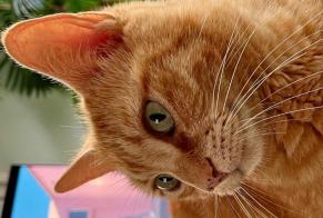 Alerta de Desaparición Gato cruce Macho , 5 años Lagorce Francia