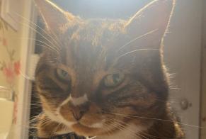 Alerta de Desaparición Gato cruce Macho , 8 años Givrand Francia