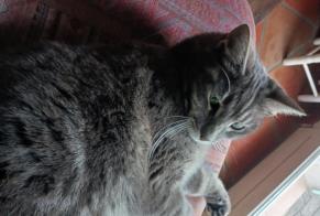 Alerta de Desaparición Gato Macho , 2 años Arles Francia
