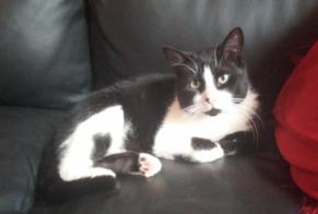 Alerta de Desaparición Gato Macho , 7 años Landerneau Francia