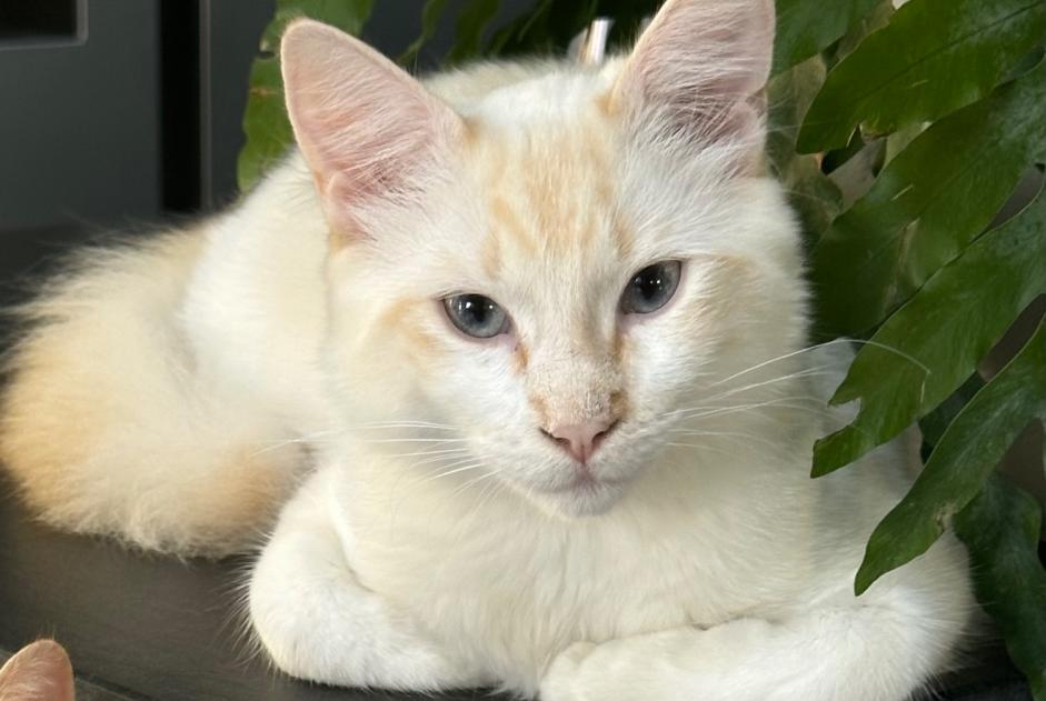 Alerta de Desaparición Gato cruce Macho , 1 años Veigné Francia