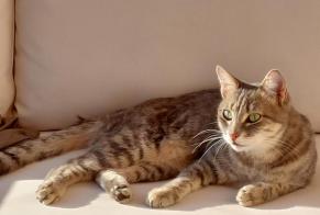 Alerta de Desaparición Gato cruce Hembra , 7 años Ciré-d'Aunis Francia