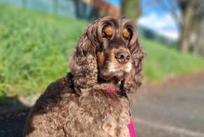 Alerta de Desaparición Perro  Hembra , 6 años Guémené-Penfao Francia