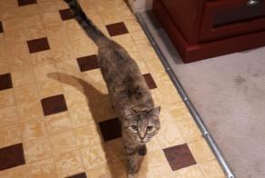 Alerta de Desaparición Gato Hembra , 13 años Lempdes Francia