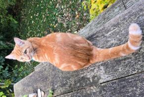 Alerta de Desaparición Gato  Macho , 1 años Ballancourt-sur-Essonne Francia