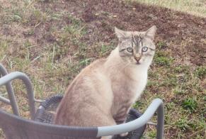 Alerta de Desaparición Gato  Macho , 6 años Brezolles Francia