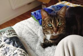 Alerta de Desaparición Gato Hembra , 5 años Hérouville-Saint-Clair Francia