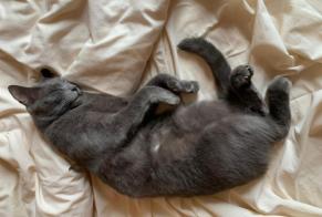 Alerta de Desaparición Gato Macho , 6 años Rocbaron Francia