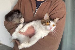 Alerta de Desaparición Gato  Hembra , 1 años Guebwiller Francia