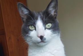Alerta de Desaparición Gato Hembra , 2 años Mettray Francia