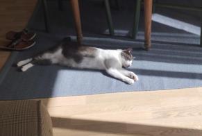 Alerta de Desaparición Gato Hembra , 2 años Mettray Francia