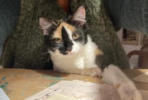 Alerta de Desaparición Gato Hembra , 1 años Sougères-en-Puisaye Francia