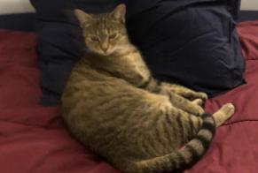 Alerta de Desaparición Gato cruce Hembra , 5 años Bagnoles de l'Orne Normandie Francia