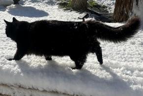 Alerta de Desaparición Gato Macho , 9 años Jarnac Francia