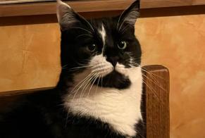 Alerta de Desaparición Gato  Macho , 7 años Le Perray-en-Yvelines Francia