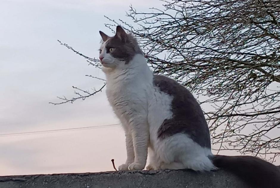 Alerta de Desaparición Gato  Macho , 2 años Commana Francia