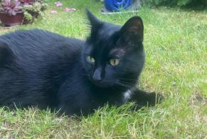 Alerta de Desaparición Gato Macho , 2 años Nemours Francia